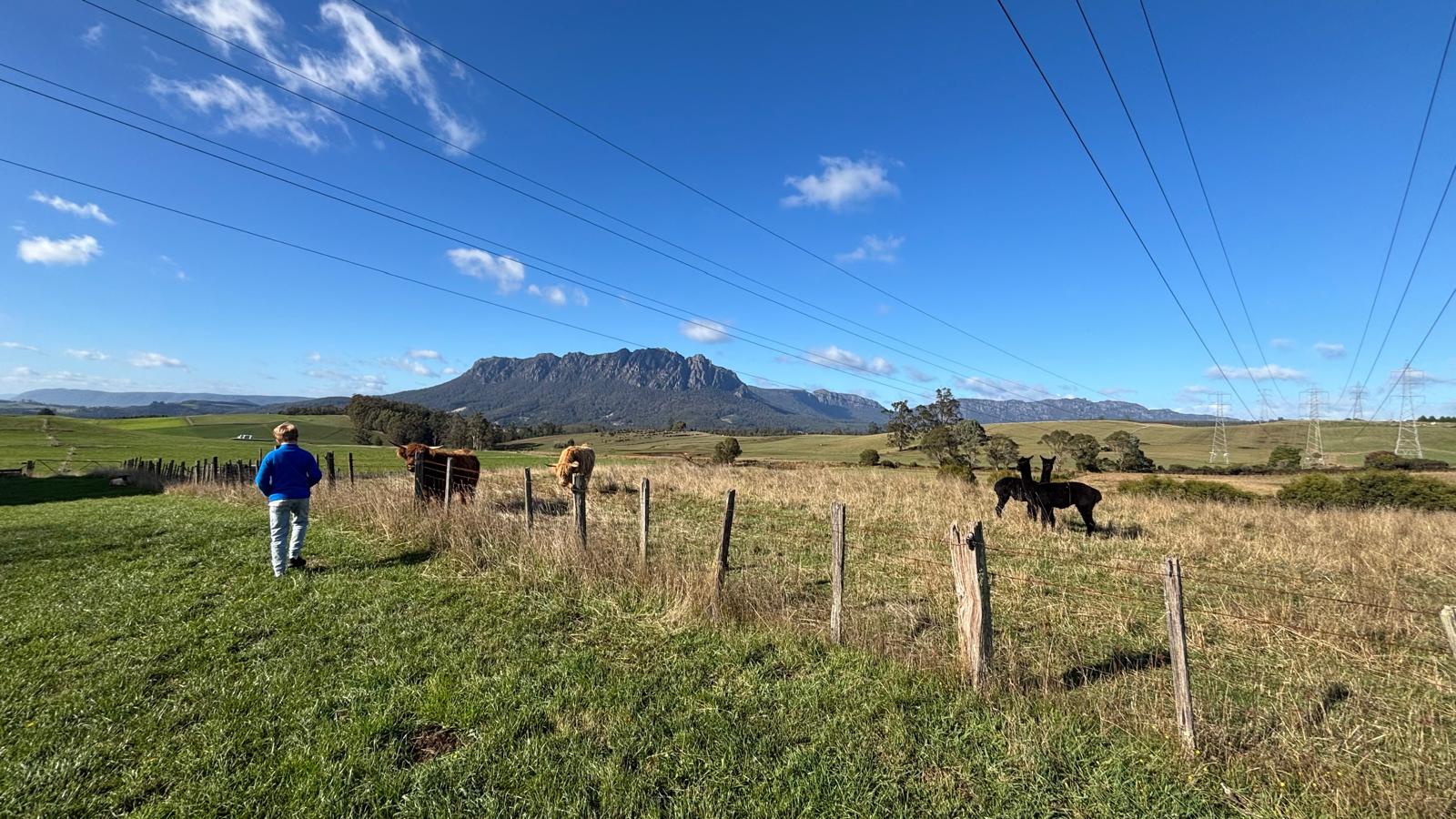 Boy approaching highland cows and alpacas at Carinya Farm near Sheffield, with Mt Roland in the background, Tasmania