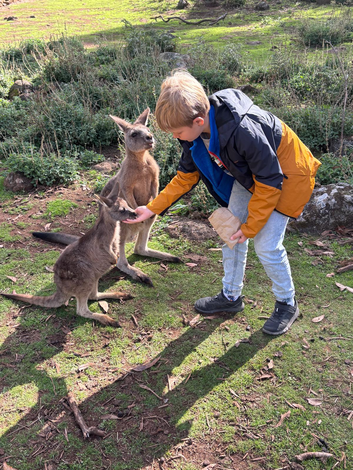 Boy feeding a kangaroo by hand at Trowunna Wildlife Sanctuary, Tasmania